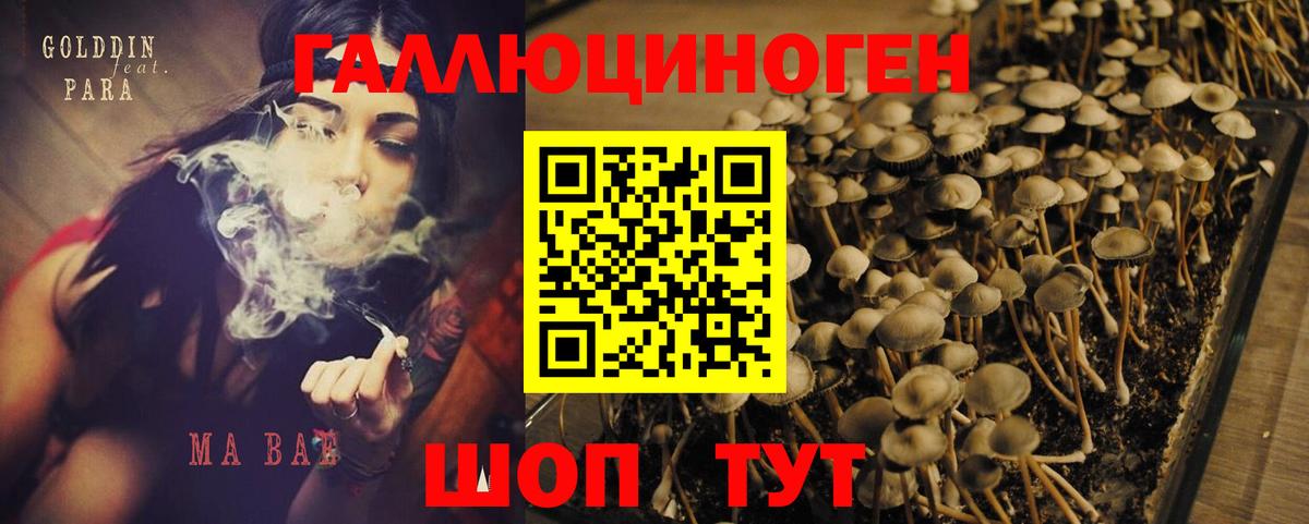 Псилоцибиновые грибы Psilocybine cubensis  Вход с VPN  Луховицы 